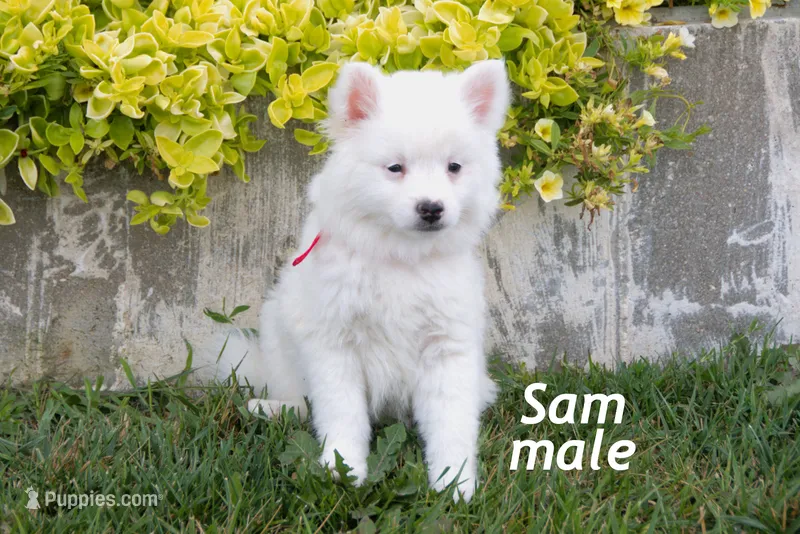 Sam – American Eskimo puppy for sale in Farwell, MI