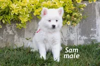 Sam, a male American Eskimo for sale in Farwell, MI – 1 of 1