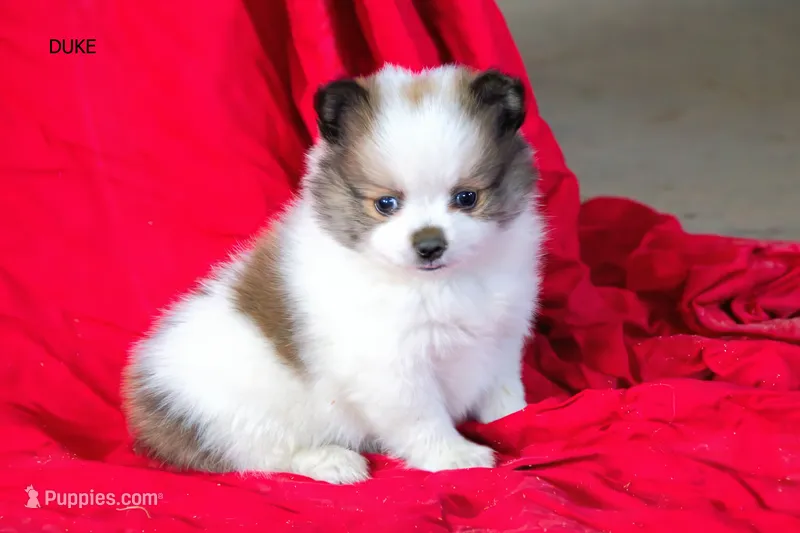 Duke – Pomeranian puppy for sale in Farwell, MI
