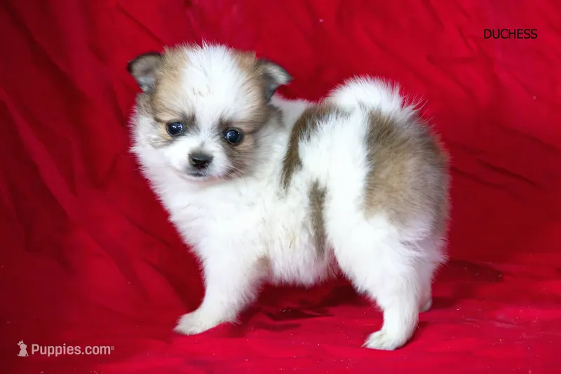 Duchess – Pomeranian puppy for sale in Farwell, MI