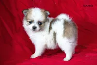 Duchess, a female Pomeranian for sale in Farwell, MI – 1 of 3