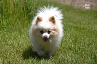 Cheif, a male Pomeranian for sale in Farwell, MI – 3 of 3