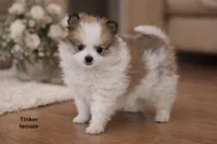 Tinker, a female Pomchi for sale in Farwell, MI – Photo 1 of 4