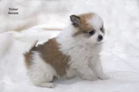 Tinker, a female Pomchi for sale in Farwell, MI – Photo 4 of 4