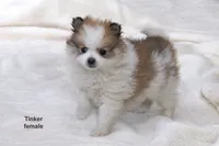 Tinker, a female Pomchi for sale in Farwell, MI – Photo 3 of 4