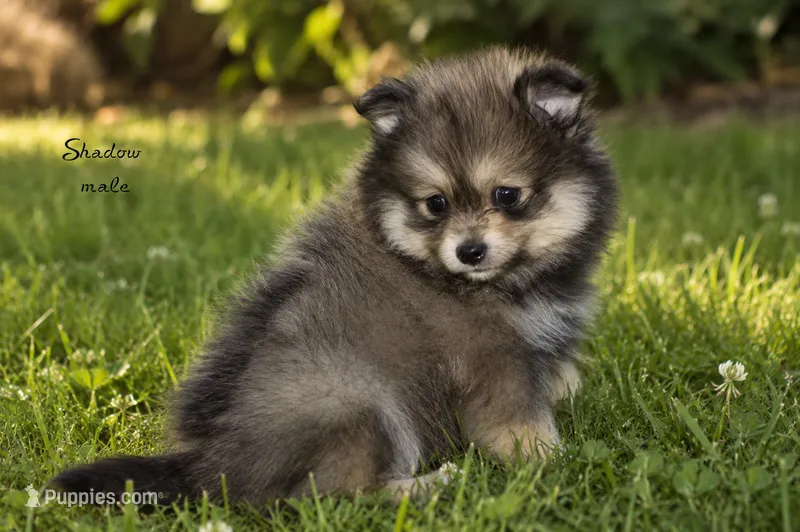 Shadow – Pomeranian puppy for sale in Farwell, MI
