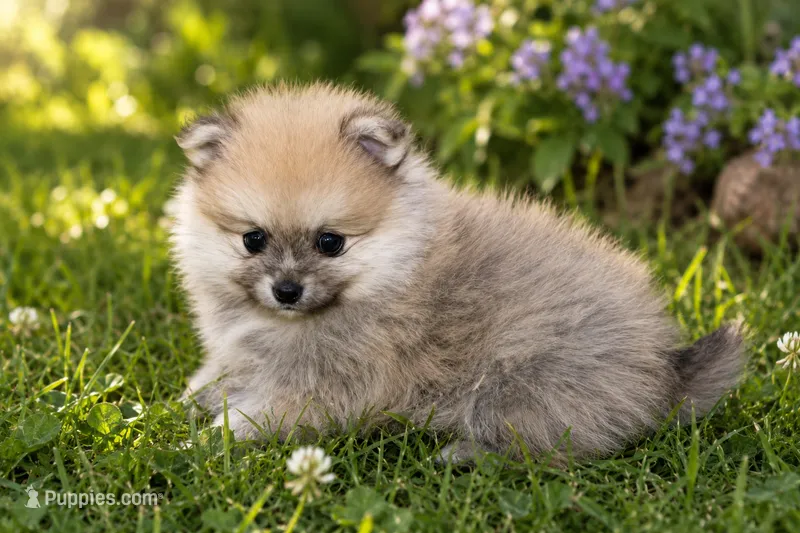 Fluffy  – Pomeranian puppy for sale in Farwell, MI