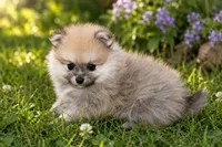 Fluffy , a male Pomeranian for sale in Farwell, MI – 1 of 2