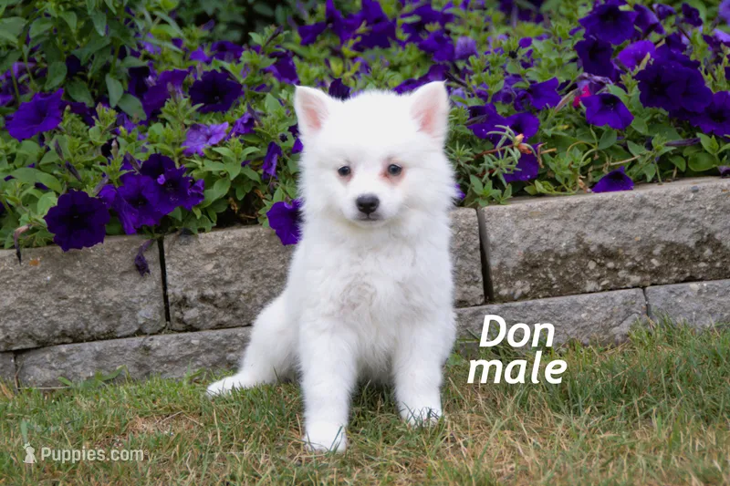 Don – American Eskimo puppy for sale in Farwell, MI