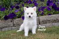 Don, a male American Eskimo for sale in Farwell, MI – 1 of 1