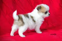 Duchess, a female Pomeranian for sale in Farwell, MI – 2 of 3