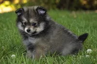 Shadow, a male Pomeranian for sale in Farwell, MI – 2 of 2