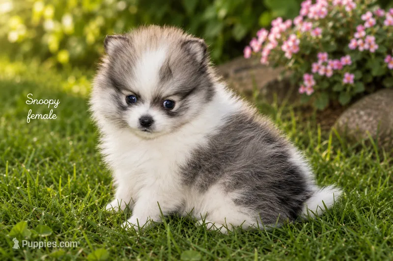 Snoopy – Pomeranian puppy for sale in Farwell, MI