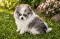 Snoopy, a male Pomeranian for sale in Farwell, MI – 2 of 2