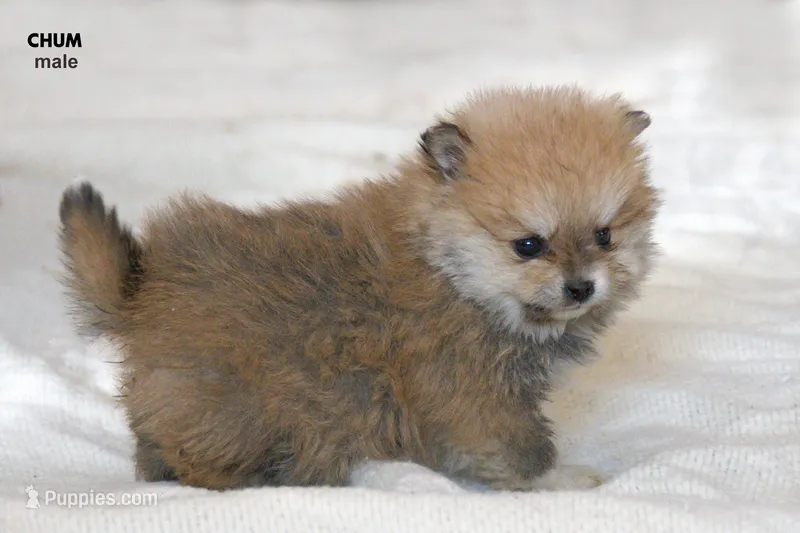 Chum – Pomchi puppy for sale in Farwell, MI
