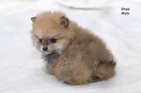 Shye, a male Pomchi for sale in Farwell, MI – Photo 3 of 3