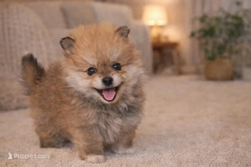 Shye – Pomchi puppy for sale in Farwell, MI