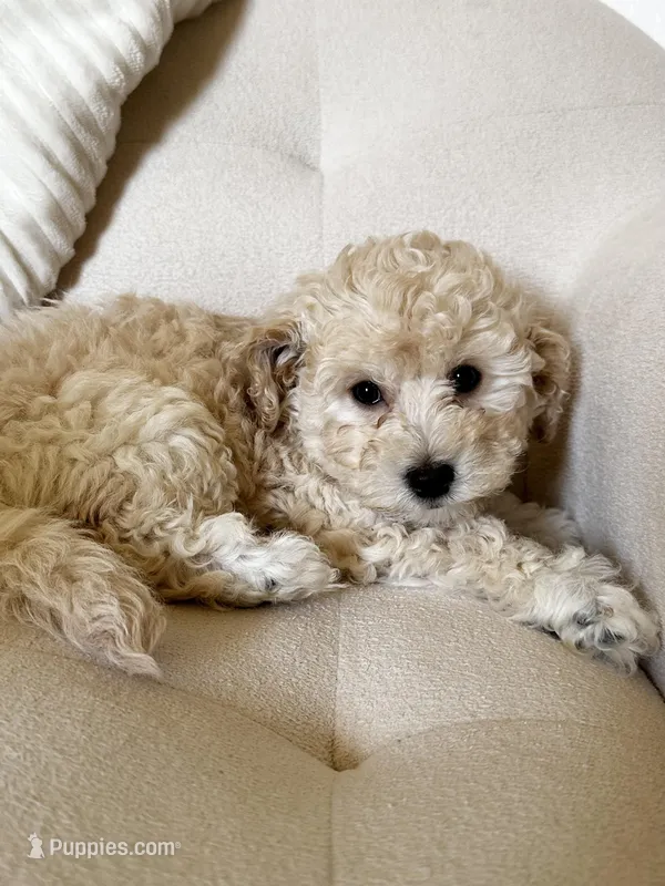 Oliver – Bichon Frise, Maltipoo puppy for sale in San Diego, CA