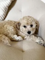 Oliver, a male Bichon Frise and Maltipoo for sale in Newport Beach, CA – Photo 2 of 3
