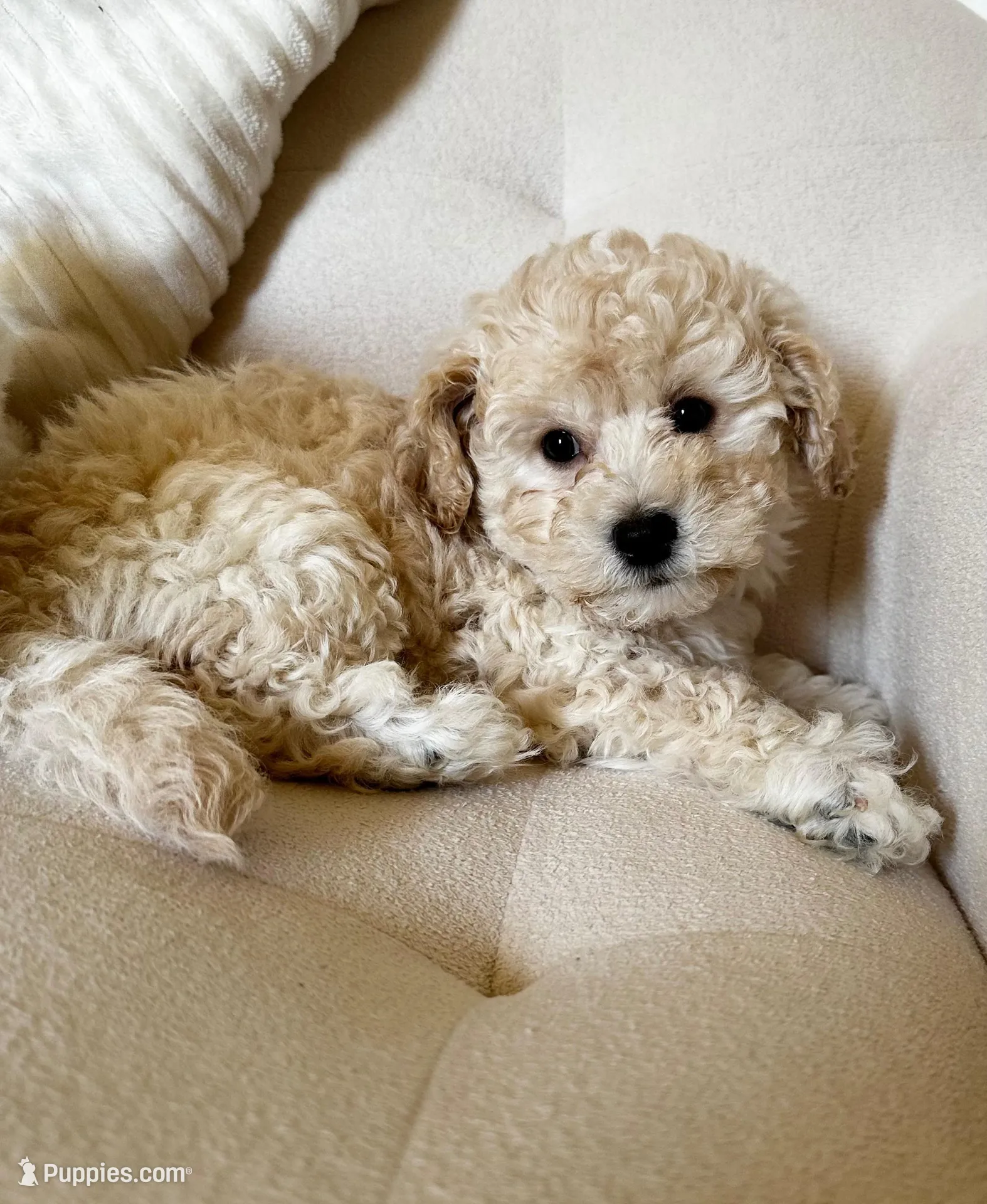 Oliver, a male Bichon Frise and Maltipoo for sale in Newport Beach, CA – Photo 1 of 3