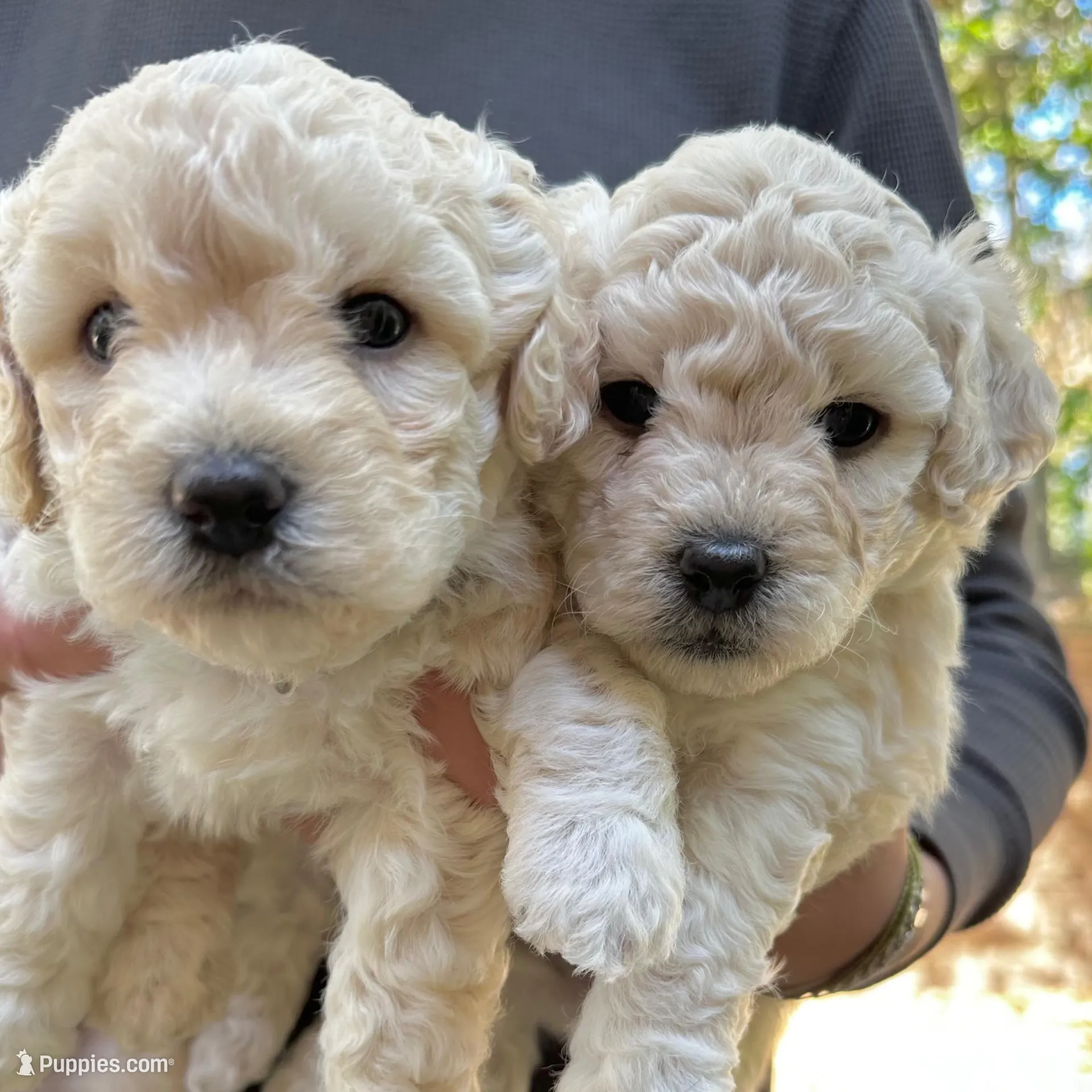 Oliver, a male Bichon Frise and Maltipoo for sale in Glendale, CA – Photo 3 of 3