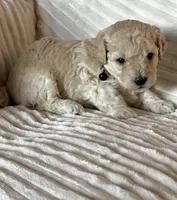 Oliver, a male Bichon Frise and Maltipoo for sale in Glendale, CA – Photo 2 of 3