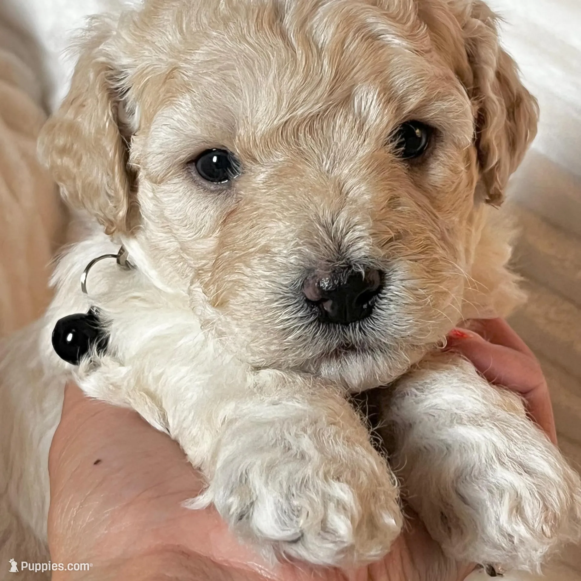 Oliver – Bichon Frise, Maltipoo puppy for sale in Aliso Viejo, CA