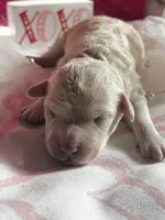 Oliver, a male Bichon Frise and Maltipoo for sale in Aliso Viejo, CA – Photo 1 of 2