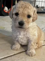 Sofia , a female Bichon Frise and Maltipoo for sale in Glendale, CA – Photo 3 of 5
