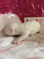 Sofia , a female Bichon Frise and Maltipoo for sale in Aliso Viejo, CA – Photo 2 of 2