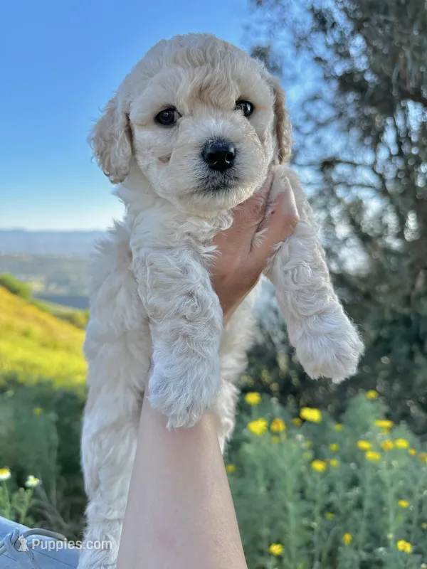 Sofia  – Bichon Frise, Maltipoo puppy for sale in Aliso Viejo, CA