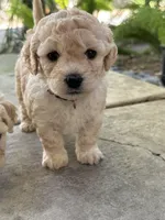 Sofia , a female Bichon Frise and Maltipoo for sale in Glendale, CA – Photo 4 of 5