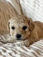 Sofia , a female Bichon Frise and Maltipoo for sale in Glendale, CA – Photo 5 of 5