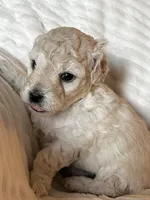 Leo, a male Bichon Frise and Maltipoo for sale in Aliso Viejo, CA – Photo 2 of 3