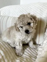 Leo, a male Bichon Frise and Maltipoo for sale in Glendale, CA – Photo 2 of 5