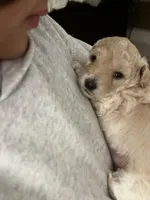 Leo, a male Bichon Frise and Maltipoo for sale in Glendale, CA – Photo 4 of 5