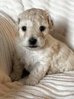 Leo, a male Bichon Frise and Maltipoo for sale in Glendale, CA – Photo 5 of 5