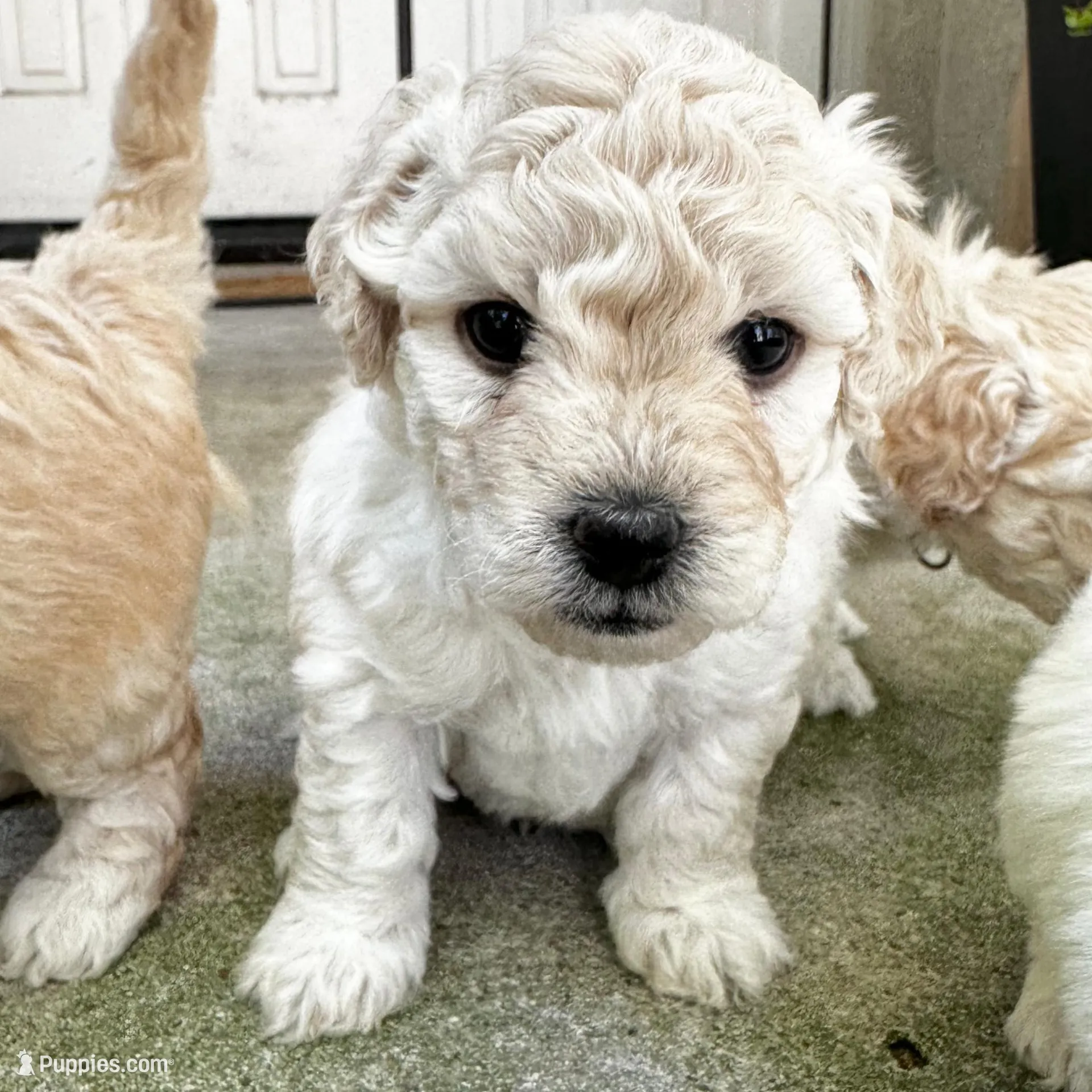 Leo – Bichon Frise, Maltipoo puppy for sale in Aliso Viejo, CA