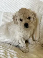 Leo, a male Bichon Frise and Maltipoo for sale in Glendale, CA – Photo 1 of 5