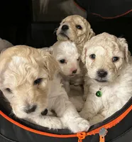 Leo, a male Bichon Frise and Maltipoo for sale in Aliso Viejo, CA – Photo 3 of 3