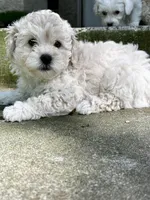 Leo, a male Bichon Frise and Maltipoo for sale in Newport Beach, CA – Photo 2 of 2