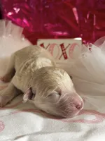 Patches, a male Bichon Frise and Maltipoo for sale in Aliso Viejo, CA – Photo 1 of 2