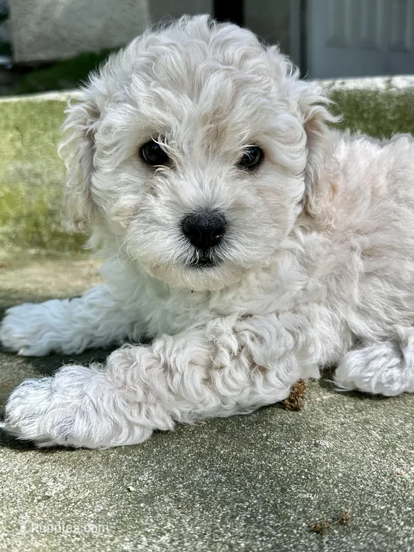 Leo – Bichon Frise, Maltipoo puppy for sale in Newport Beach, CA