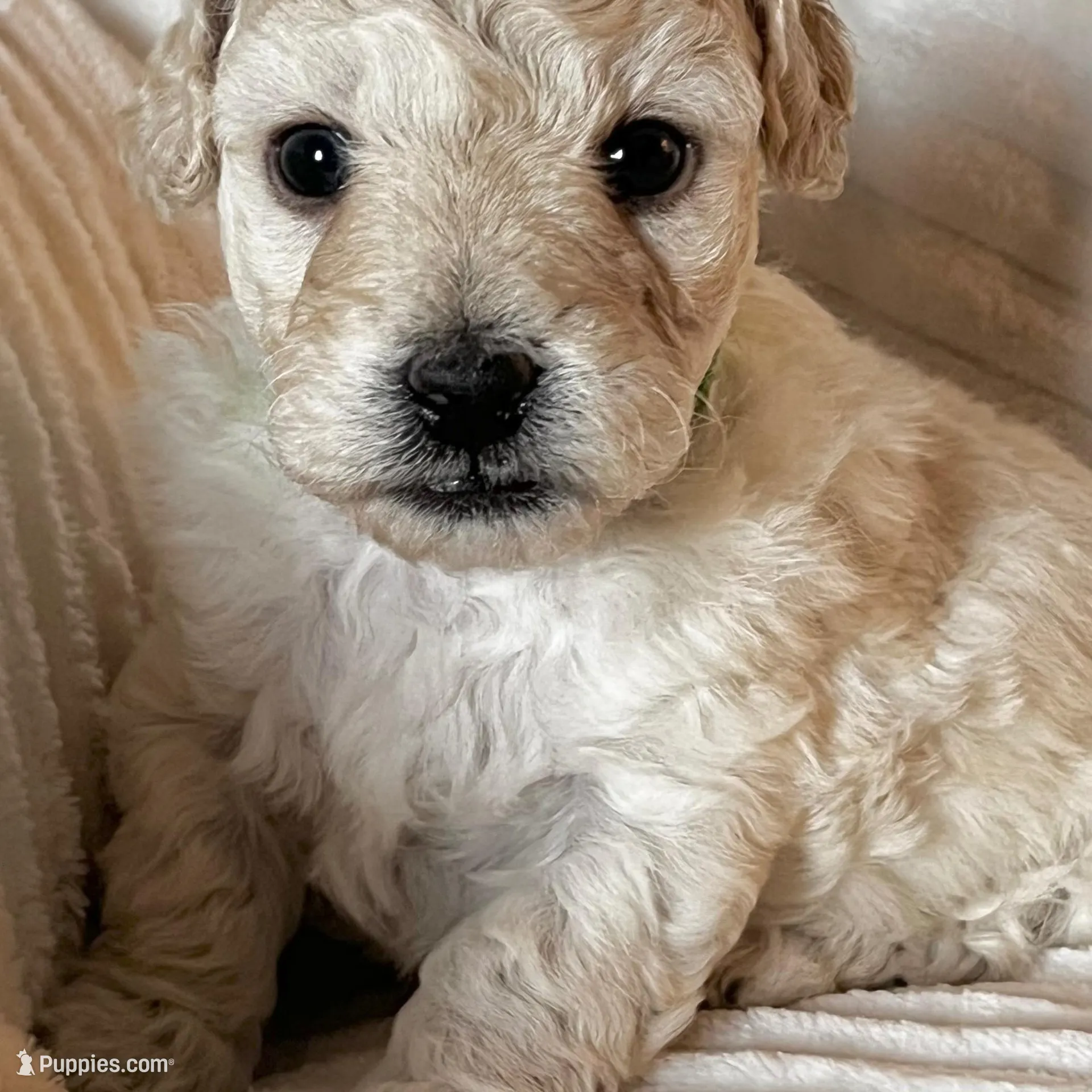 Leo – Bichon Frise, Maltipoo puppy for sale in Aliso Viejo, CA