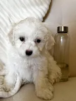 Rosey , a female Bichon Frise and Maltipoo for sale in Newport Beach, CA – Photo 3 of 3