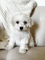 Rosey , a female Bichon Frise and Maltipoo for sale in Newport Beach, CA – Photo 1 of 3