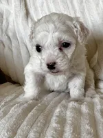 Rosey , a female Bichon Frise and Maltipoo for sale in Glendale, CA – Photo 2 of 3
