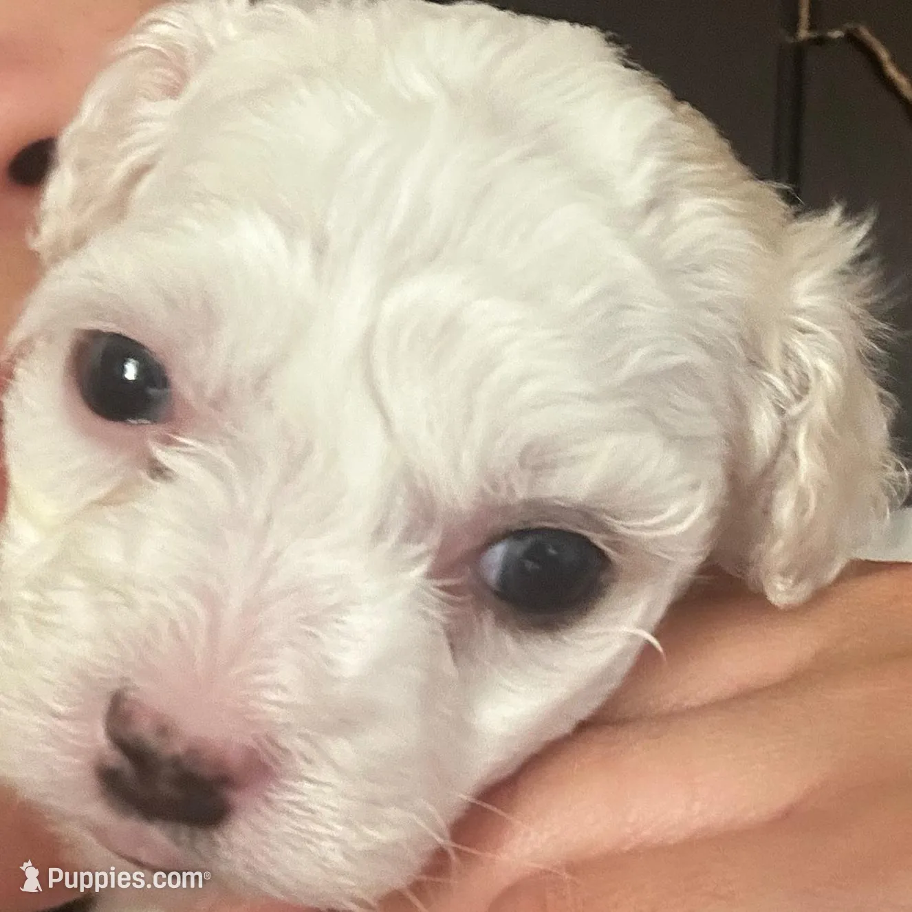 Rosey , a female Bichon Frise and Maltipoo for sale in Glendale, CA – Photo 3 of 3