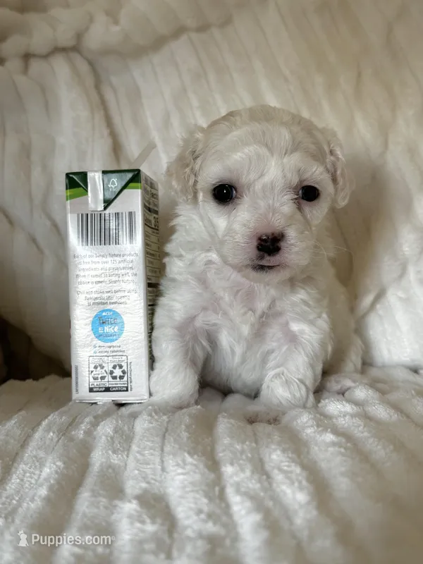 Rosey  – Bichon Frise, Maltipoo puppy for sale in Aliso Viejo, CA