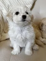 Rosey , a female Bichon Frise and Maltipoo for sale in Newport Beach, CA – Photo 2 of 3